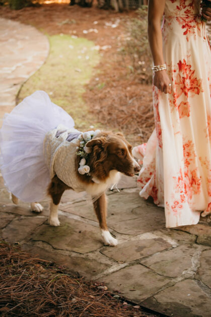 Claire & Skottowe Dog Bridesmaid - Our Ampersand Photo