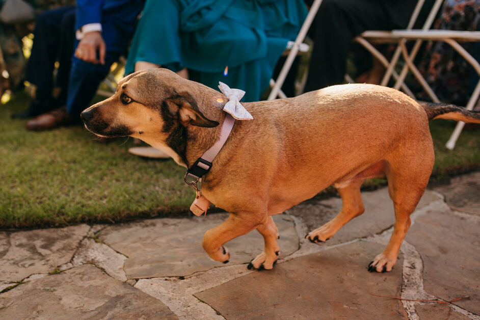 Claire & Skottowe - Dog Ring Bearer - Our Ampersand Photo